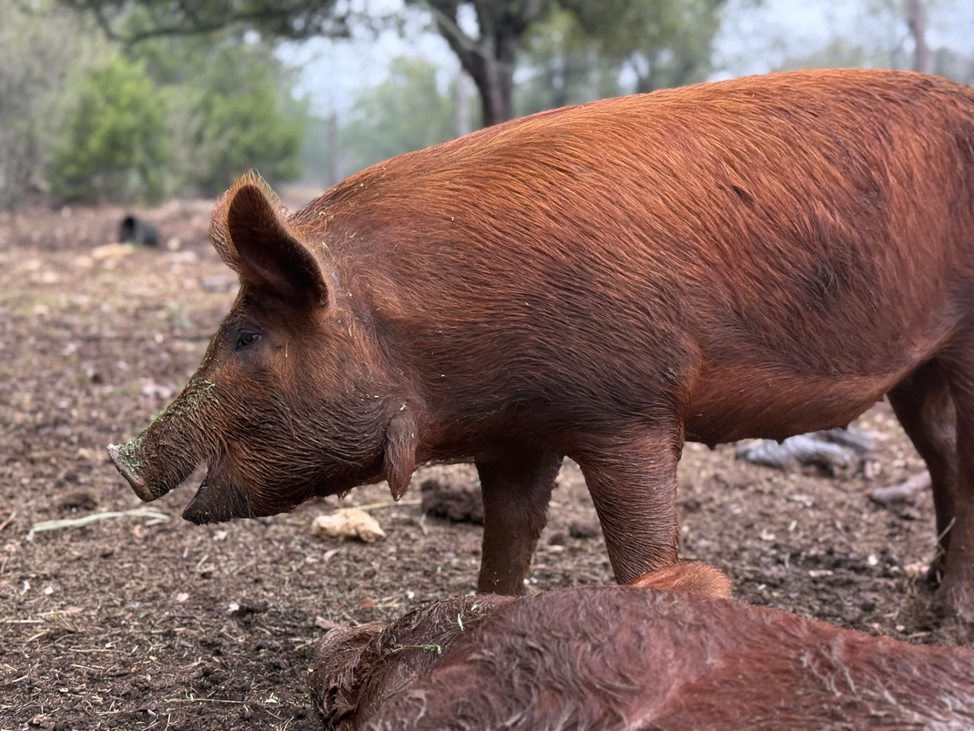 Pigs at Flyin' Arrow